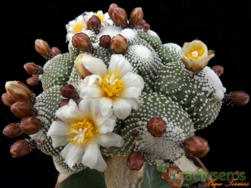 Una foto de Blossfeldia liliputana