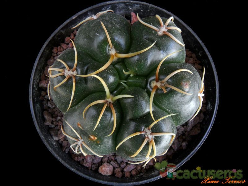 A photo of Gymnocalycium cv. Jan Suba (denudatum x baldianum)