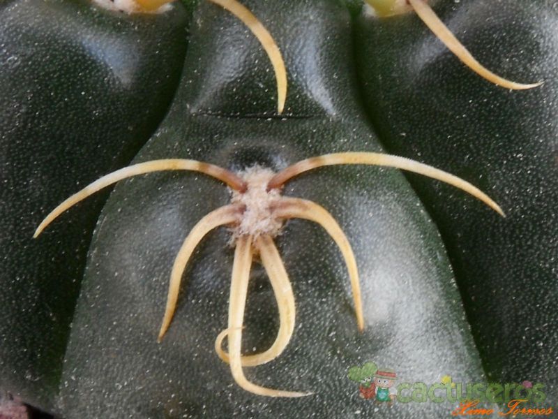 Una foto de Gymnocalycium cv. Jan Suba (denudatum x baldianum)