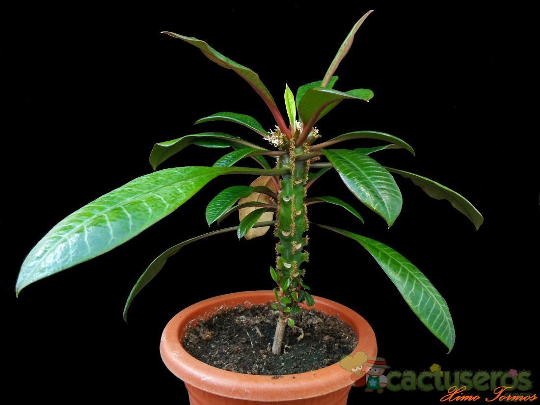 Una foto de Euphorbia leuconeura