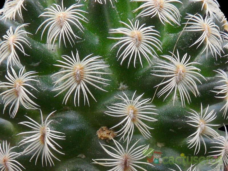 Una foto de Mammillaria solisioides