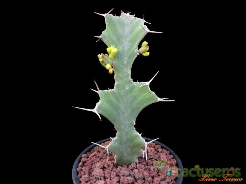 A photo of Euphorbia buruana  