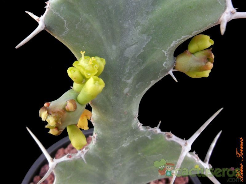 Una foto de Euphorbia buruana  