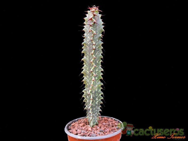 Una foto de Euphorbia ammak fma. variegada