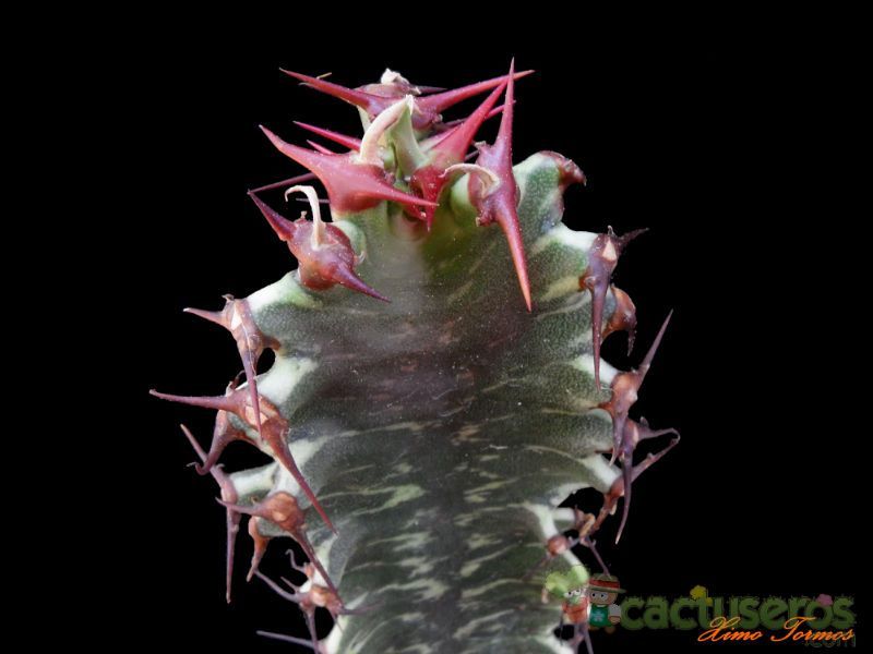 A photo of Euphorbia ammak fma. variegada