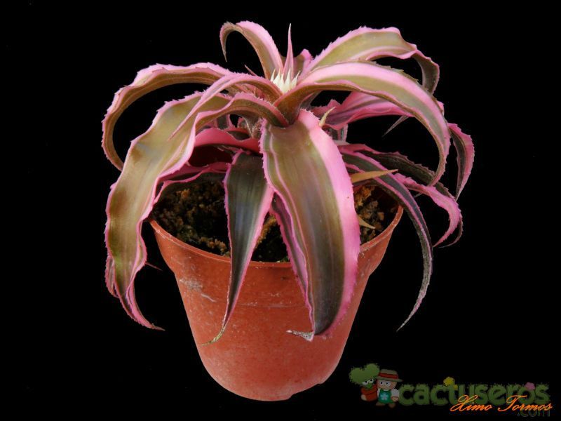 A photo of Cryptanthus bivittatus