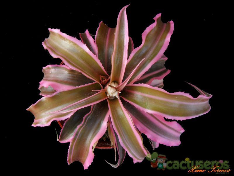 Una foto de Cryptanthus bivittatus