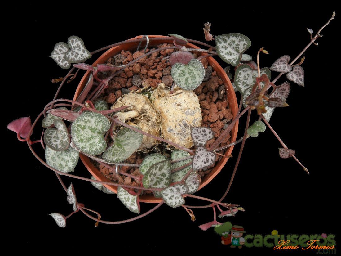 A photo of Ceropegia woodii