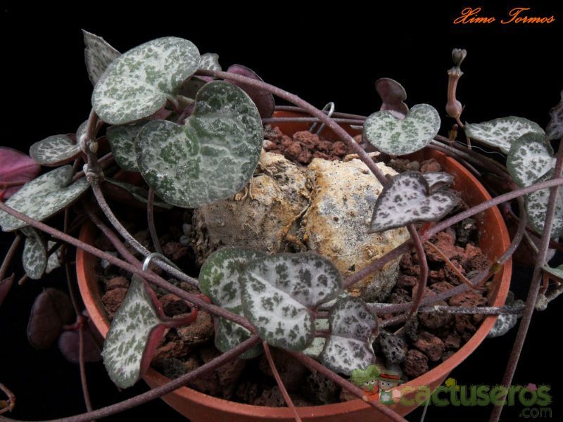 A photo of Ceropegia woodii