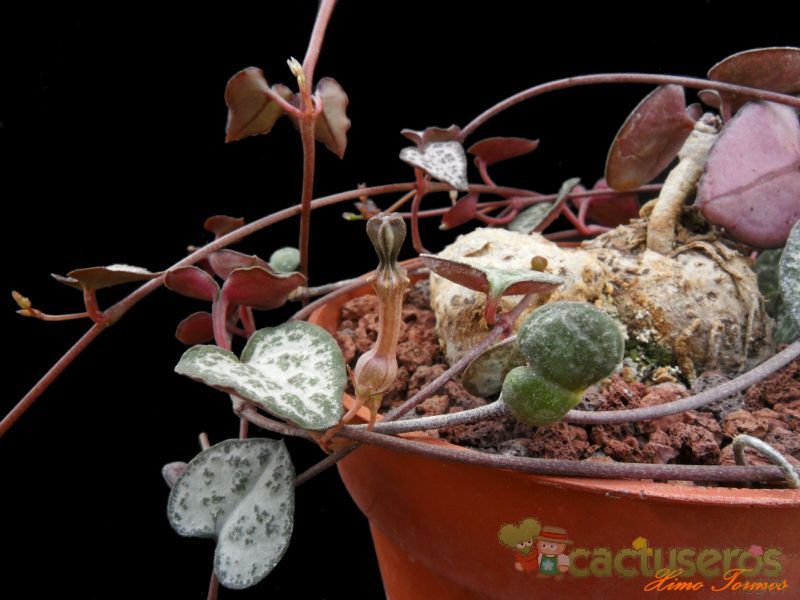 A photo of Ceropegia woodii