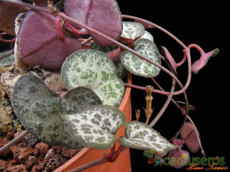 A photo of Ceropegia woodii