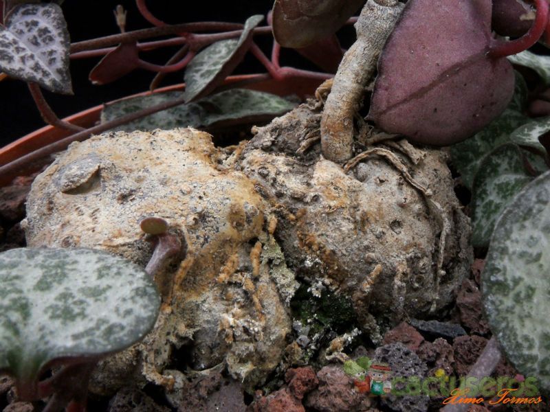 A photo of Ceropegia woodii