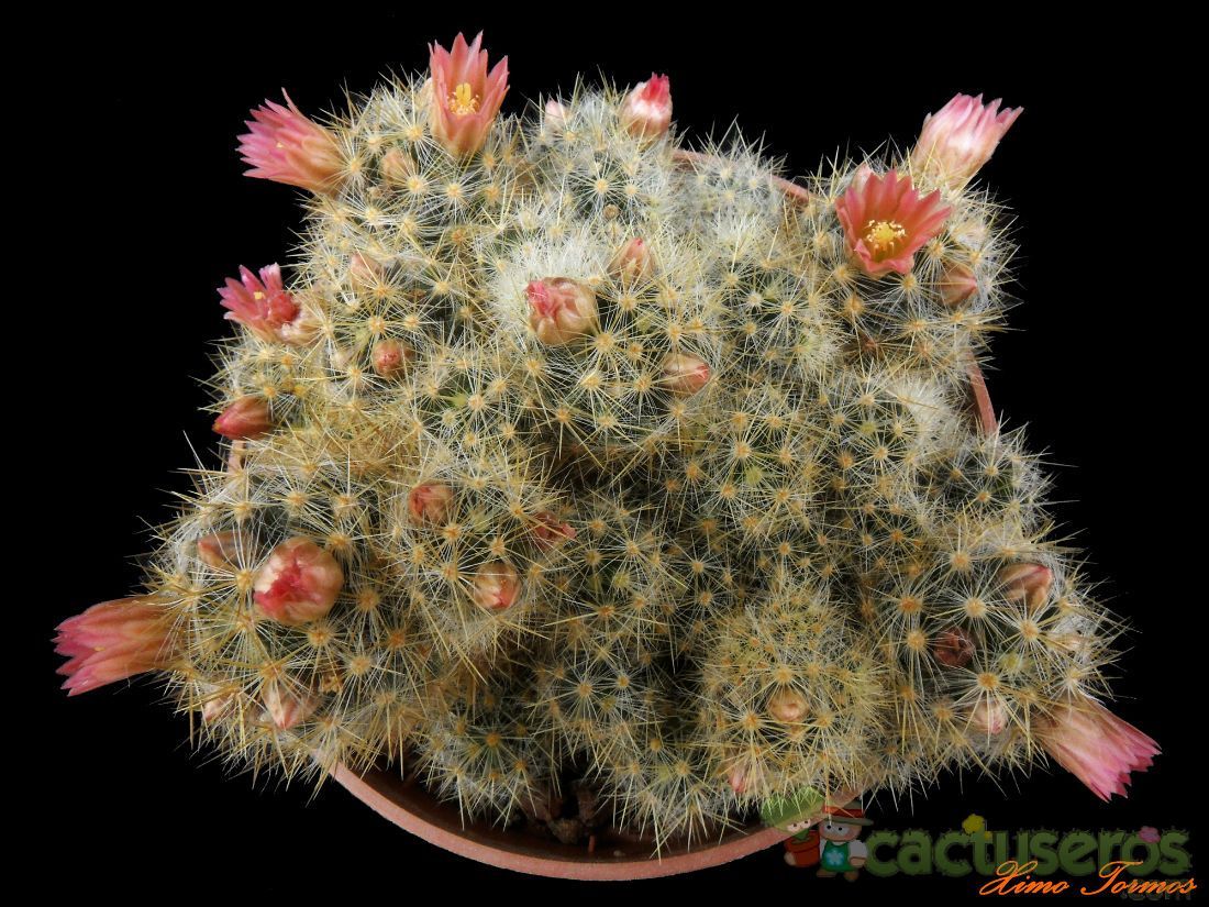 A photo of Mammillaria prolifera cv. L ami Lode