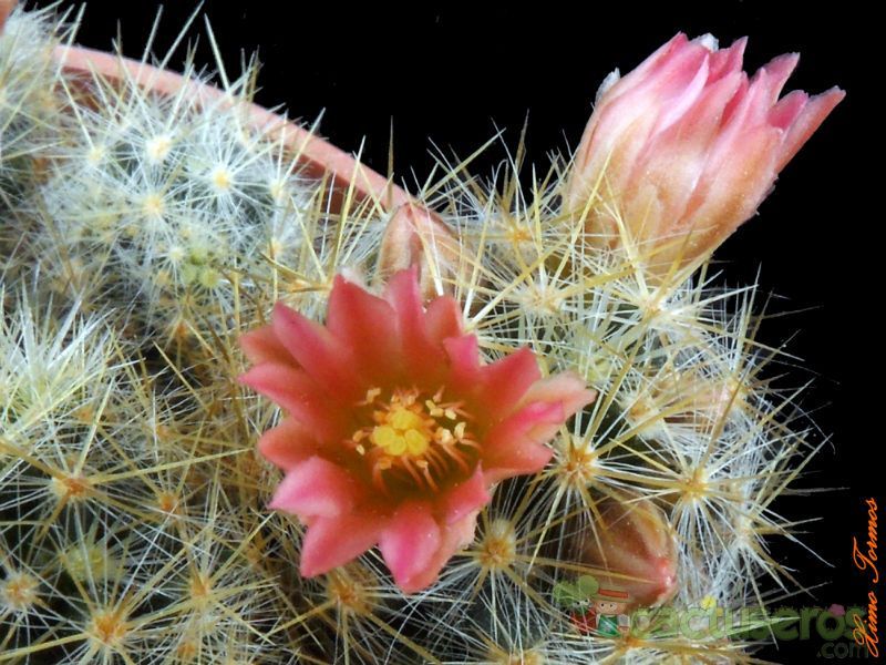 A photo of Mammillaria prolifera cv. L ami Lode
