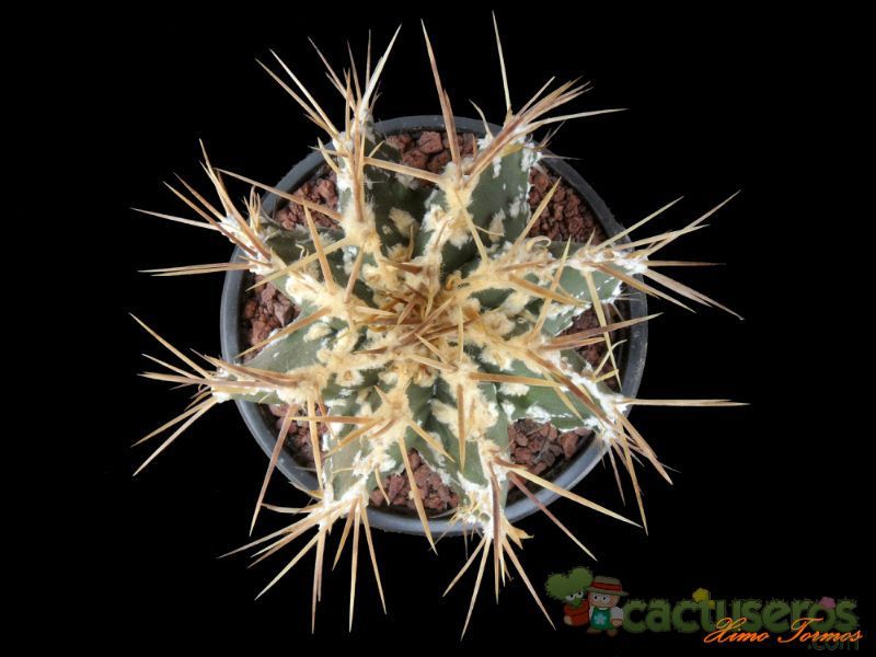 Una foto de Astrophytum ornatum cv. Fukuryu Haku jo