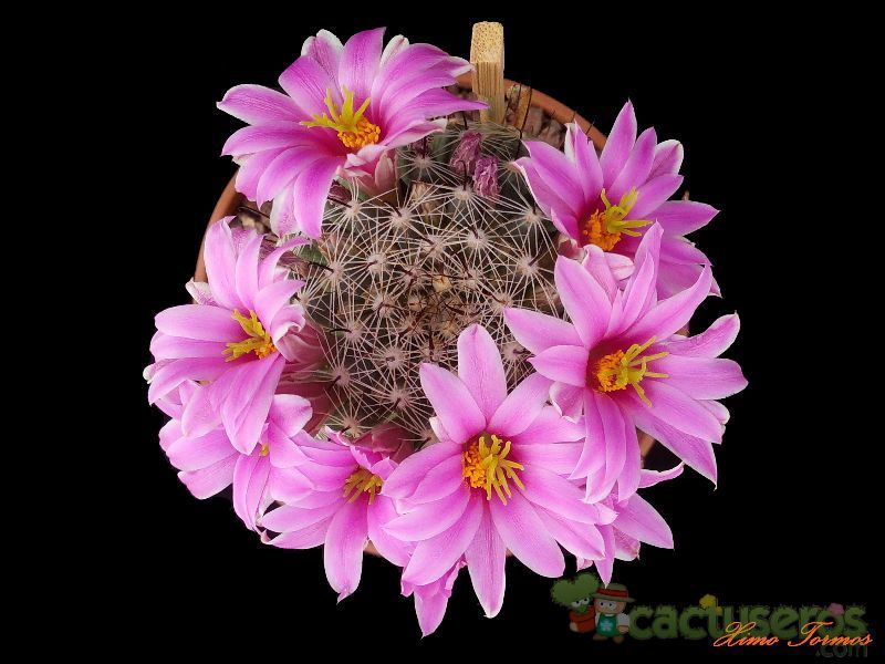 Una foto de Mammillaria boolii