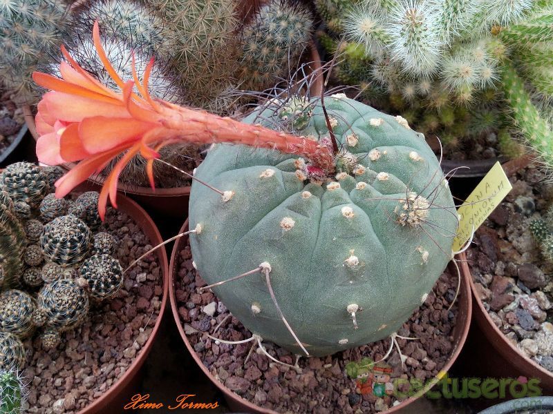 A photo of Matucana madisoniorum