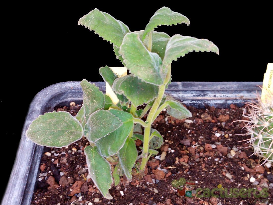 A photo of Sinningia magnifica  