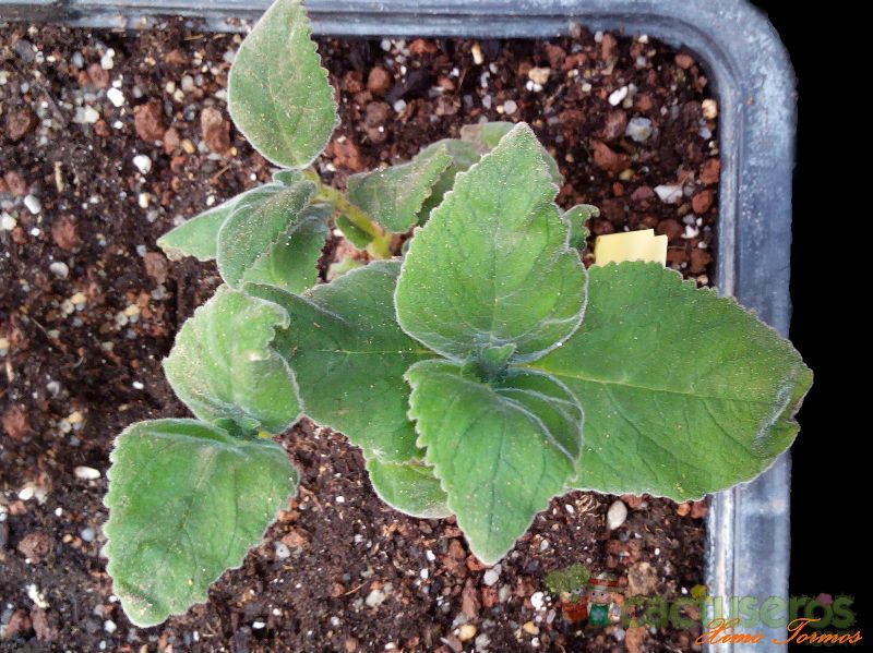 A photo of Sinningia magnifica  