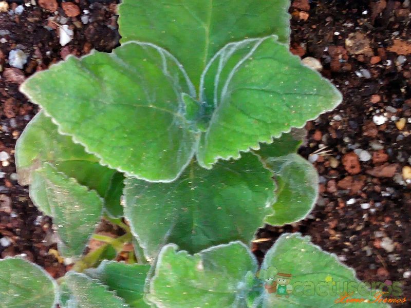 A photo of Sinningia magnifica  