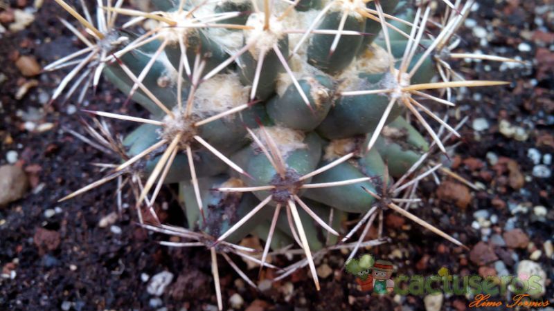 Una foto de Coryphantha robustispina subsp. scheeri 