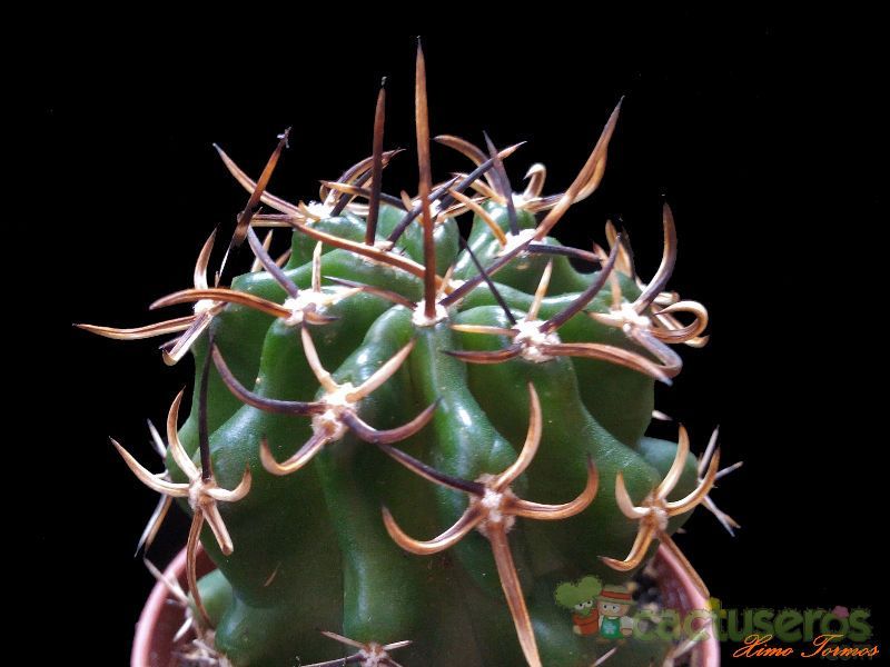 A photo of Echinocereus fendleri var. kuenzleri