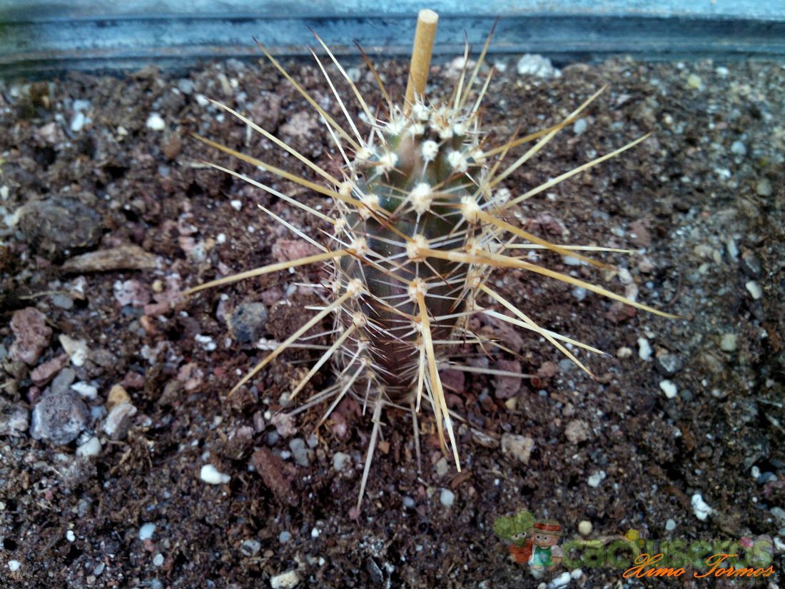 A photo of Austrocactus philippii