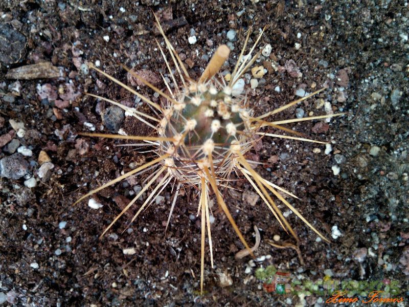 A photo of Austrocactus philippii