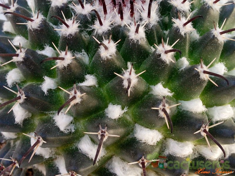 Una foto de Mammillaria uncinata