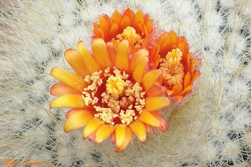 A photo of Parodia chrysacanthion Rubra Orange Flame (HIBRIDO)