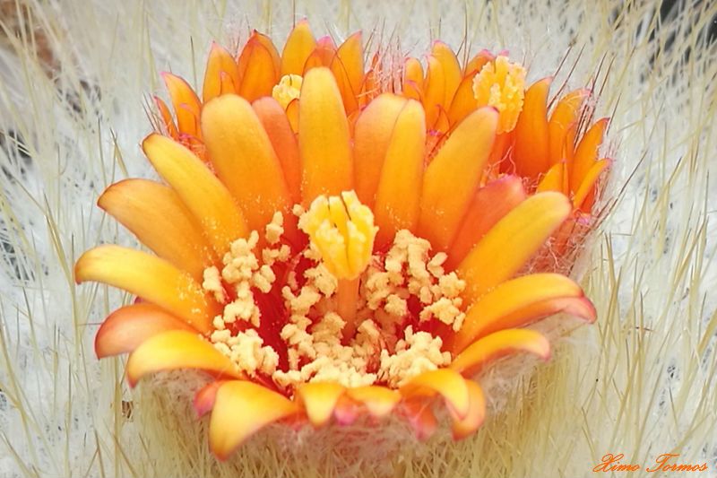 A photo of Parodia chrysacanthion Rubra Orange Flame (HIBRIDO)