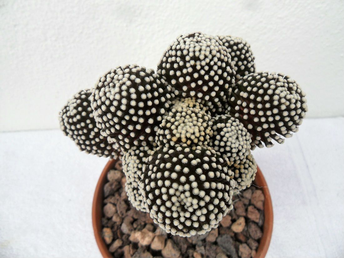 A photo of Mammillaria luethyi