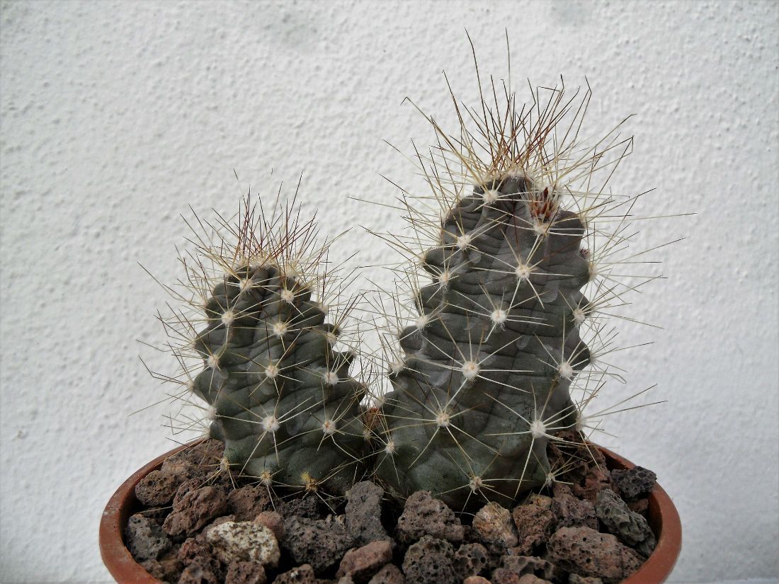 A photo of Echinocereus mapimiensis
