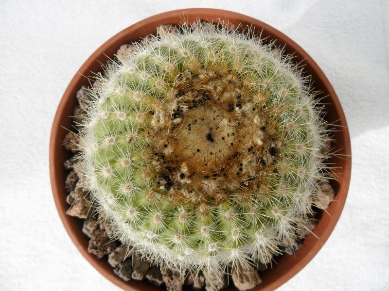 Una foto de Parodia concinna ssp. agnetae