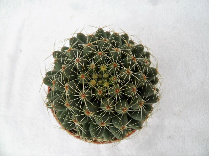 A photo of Mammillaria sphaerica