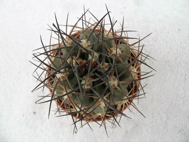 A photo of Acanthocalycium ferrarii