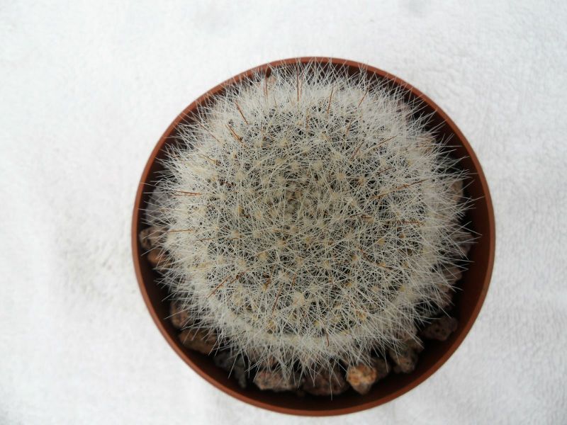 Una foto de Mammillaria schwarzii