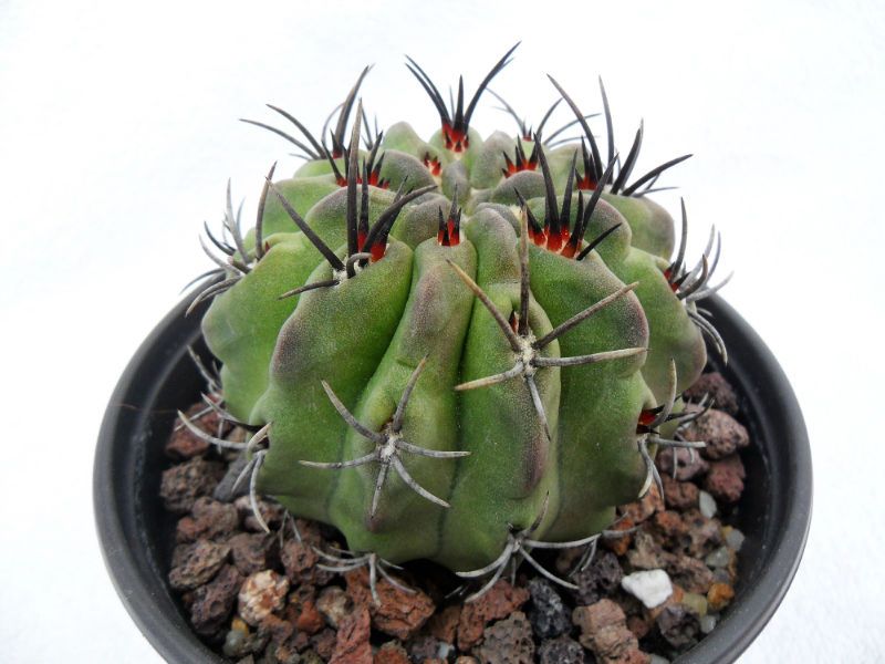 Una foto de Eriosyce paucicostata