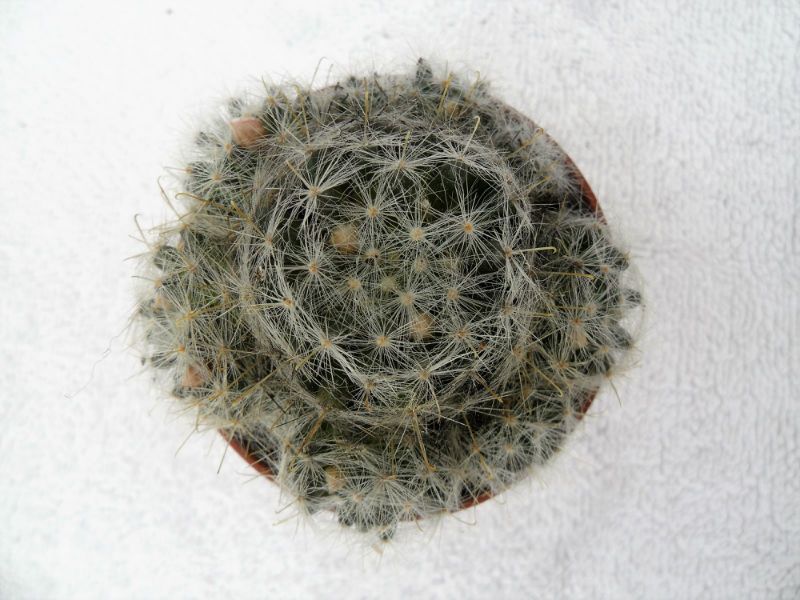 Una foto de Mammillaria glassii