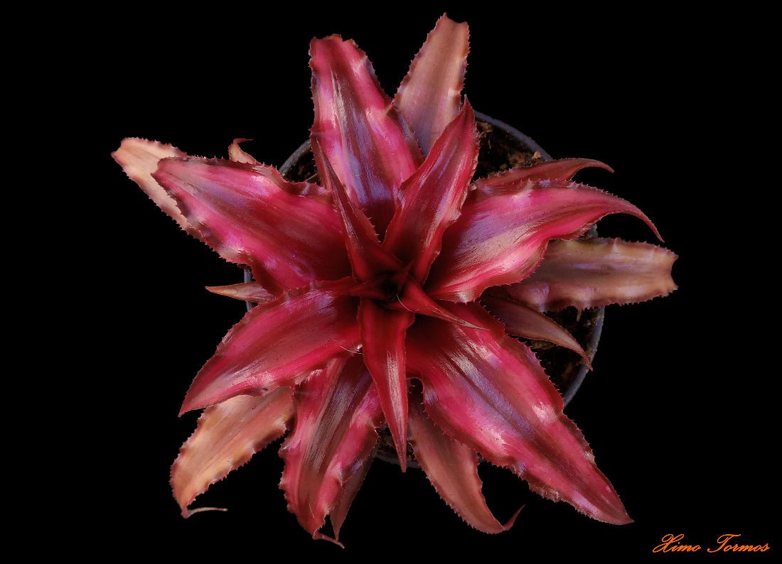 Una foto de Cryptanthus bivittatus