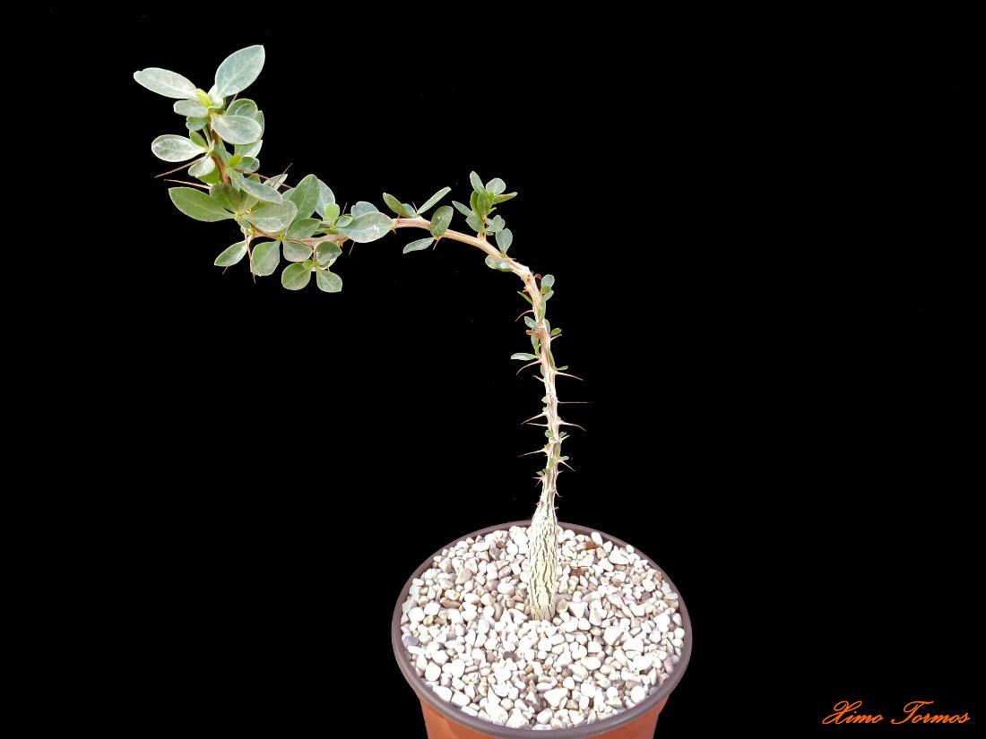 A photo of Idria columnaris  