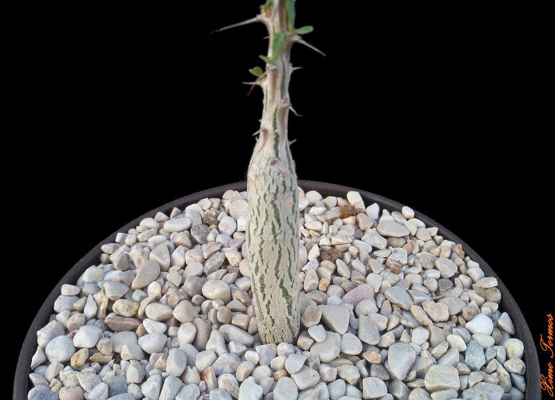 Una foto de Idria columnaris  
