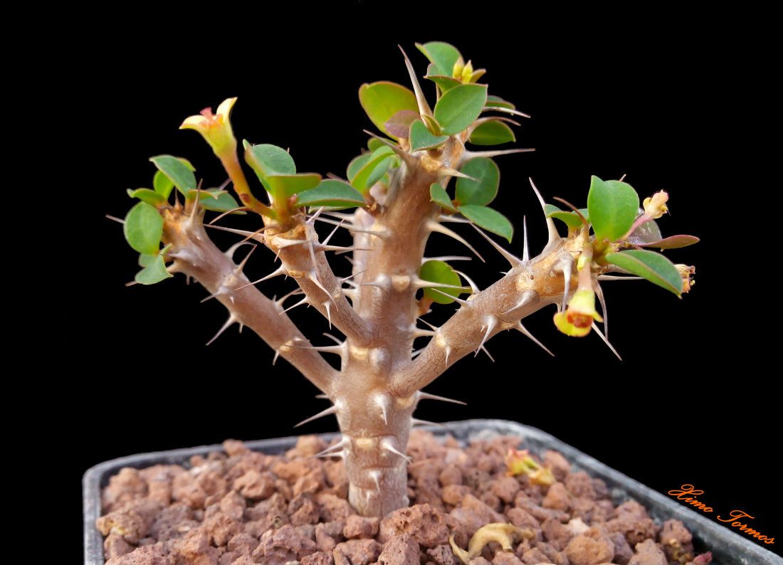 Una foto de Euphorbia sakarahaensis  