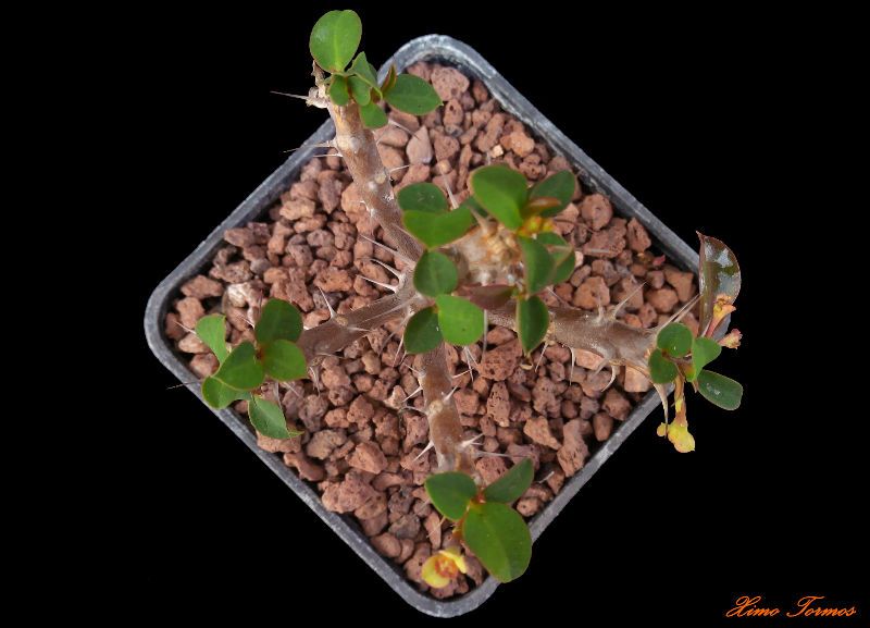 Una foto de Euphorbia sakarahaensis  