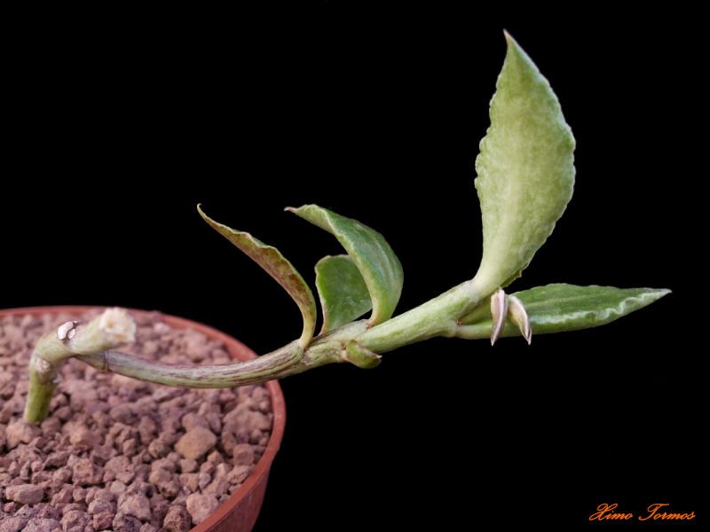 Una foto de Euphorbia neostolonifera  