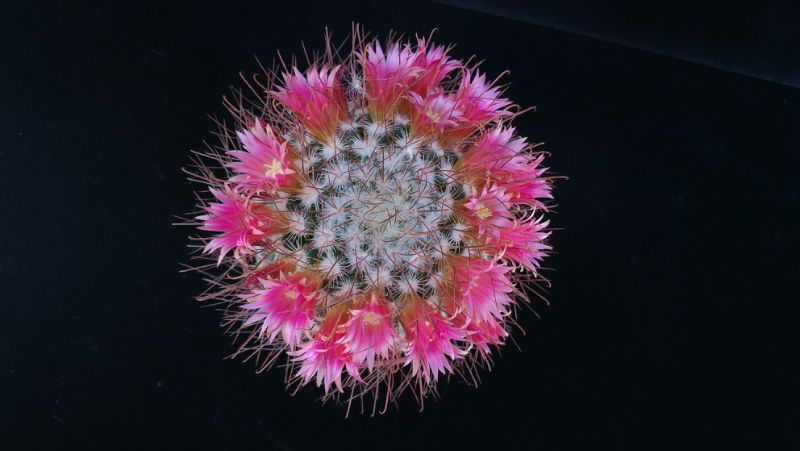 Una foto de Mammillaria rekoi subsp. leptacantha