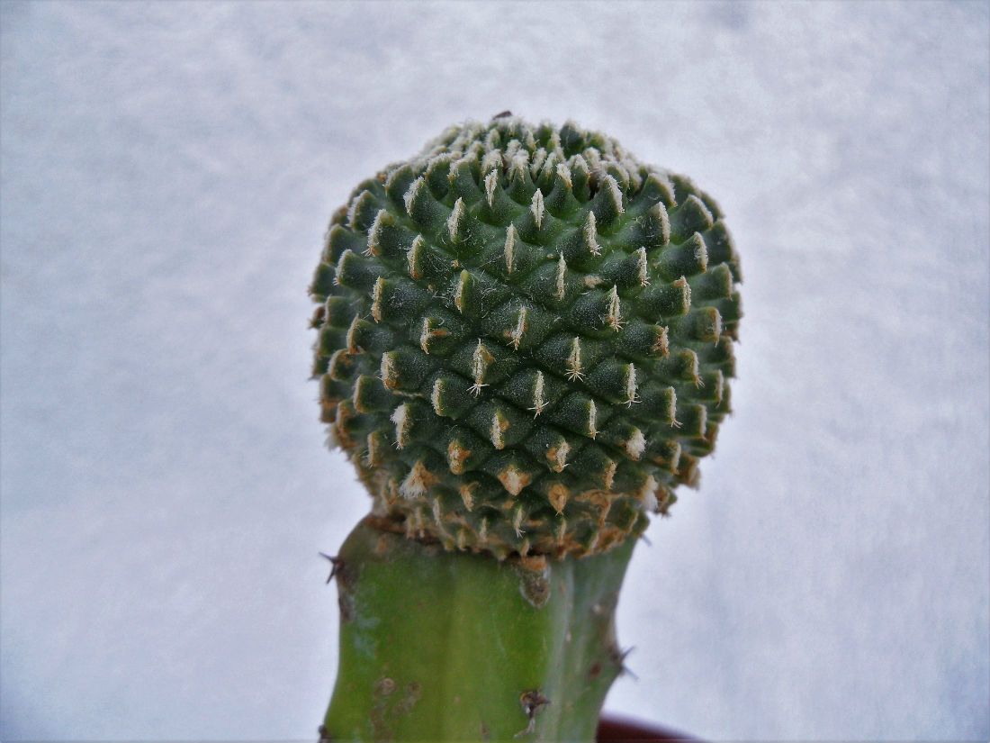 Una foto de Turbinicarpus pseudopectinatus fma. inermis