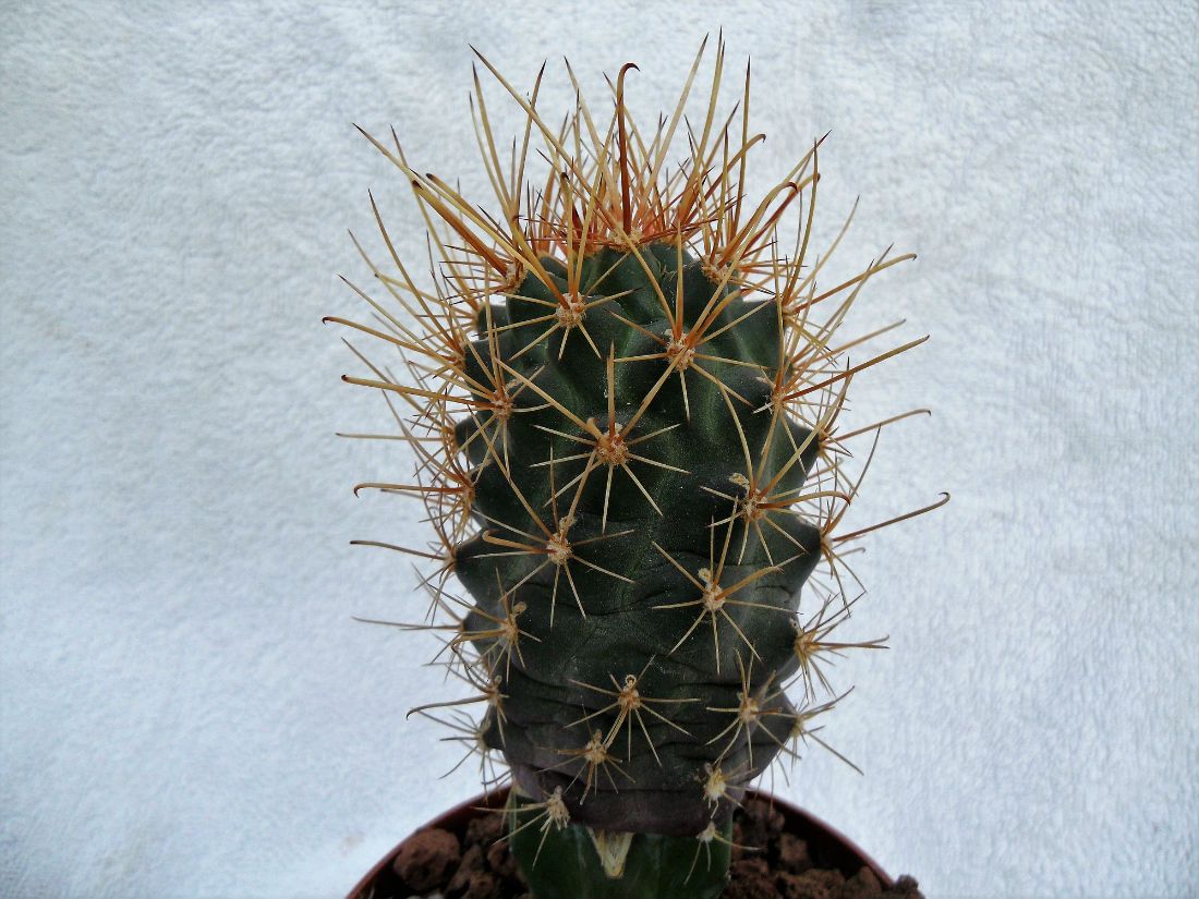 Una foto de Ancistrocactus pinkavanus