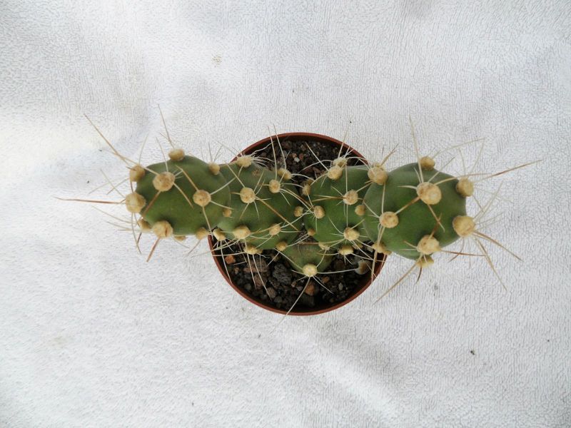 A photo of Cumulopuntia zehnderi