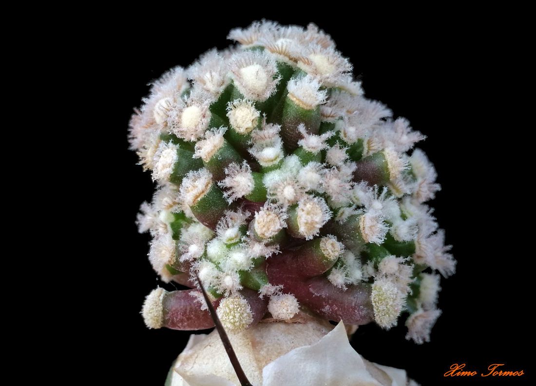 Una foto de Mammillaria theresae